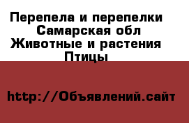 Перепела и перепелки - Самарская обл. Животные и растения » Птицы   